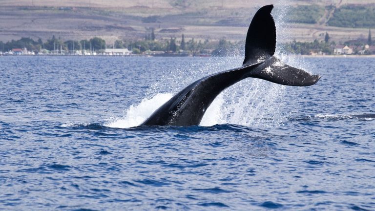 bitcoin-whales-build-long-positions-as-funding-stays-deeply-negative