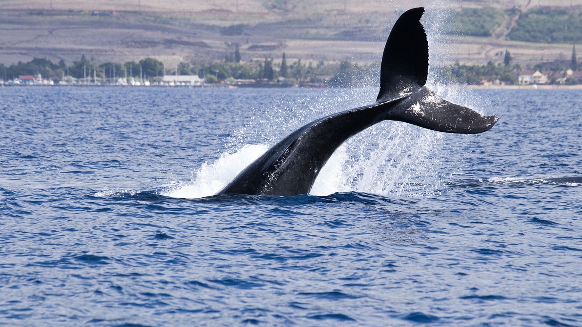 bitcoin-whales-build-long-positions-as-funding-stays-deeply-negative